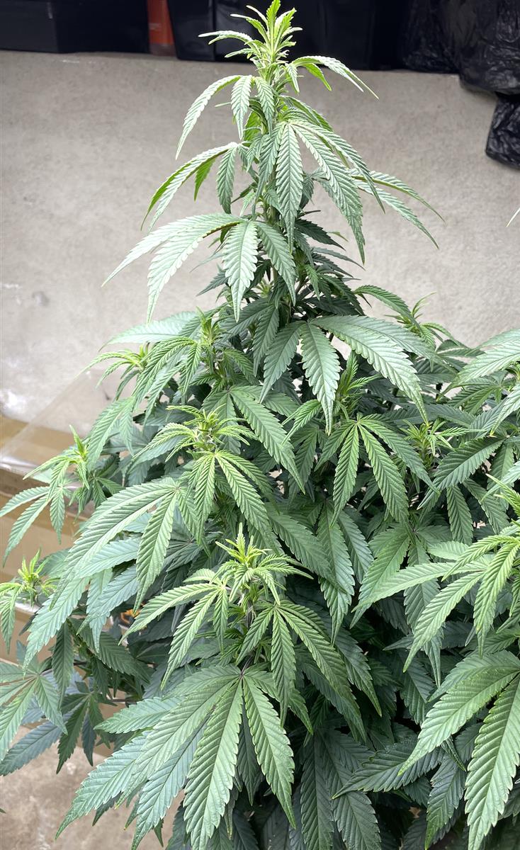 Featured Plant Image