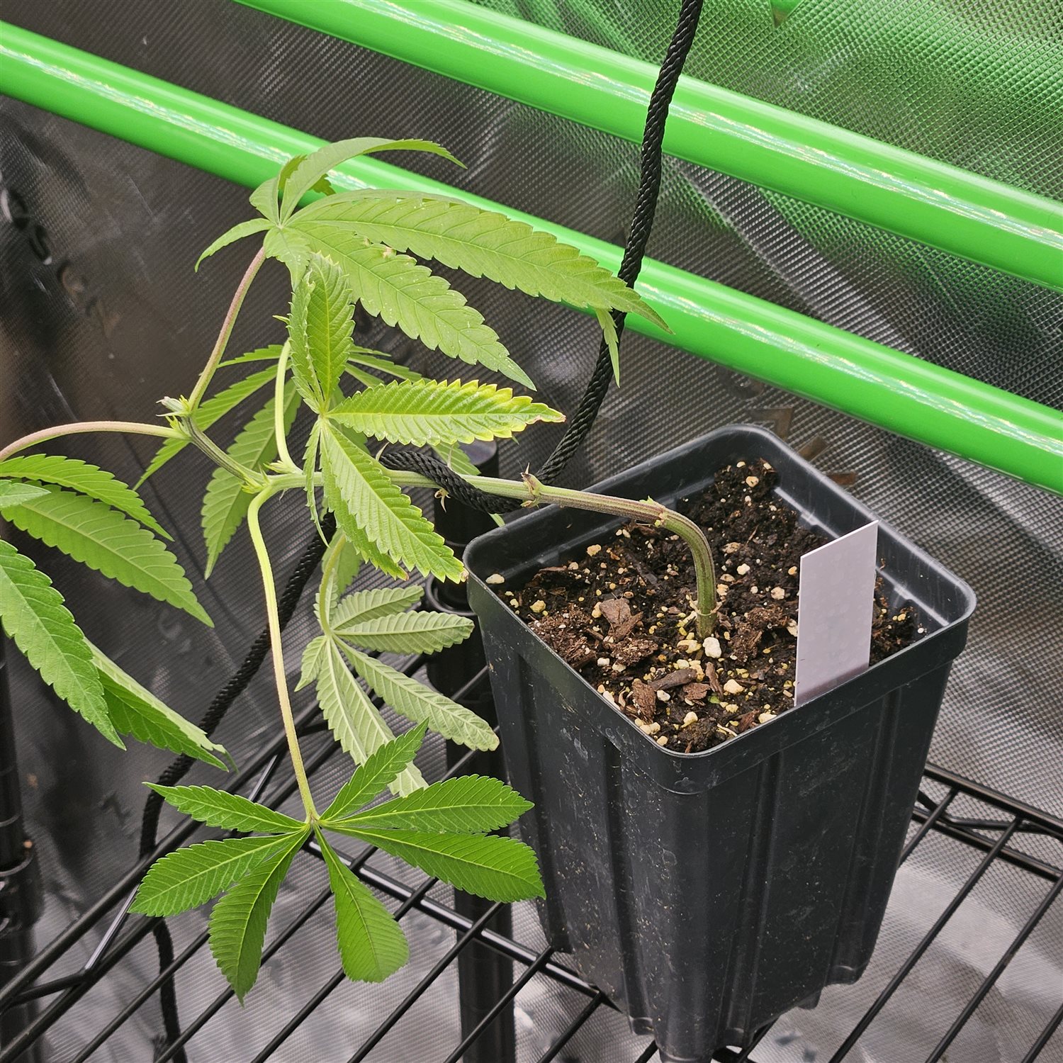 Featured Plant Image