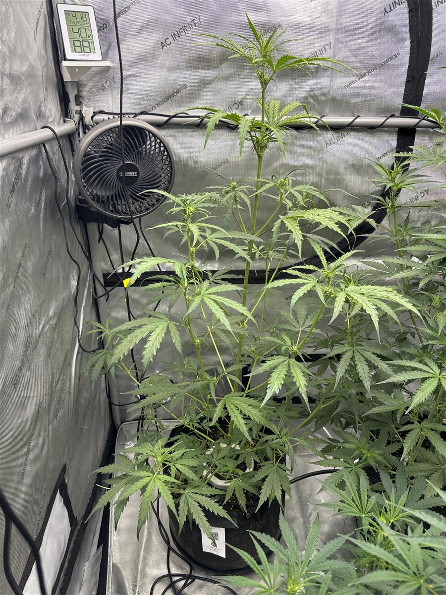 Featured Plant Image