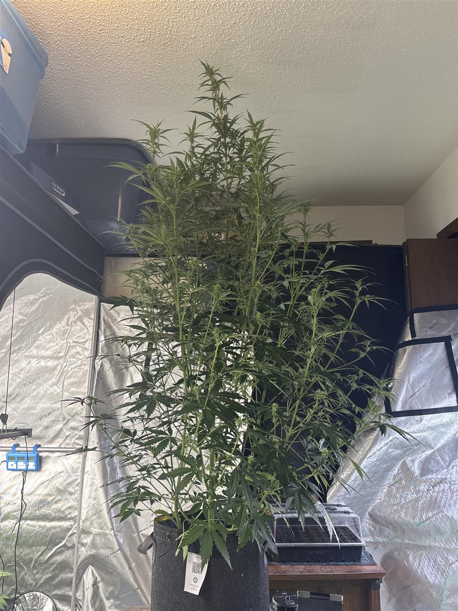 Featured Plant Image