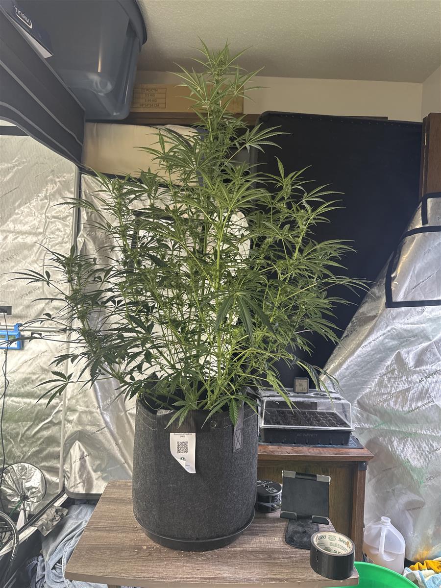 Featured Plant Image