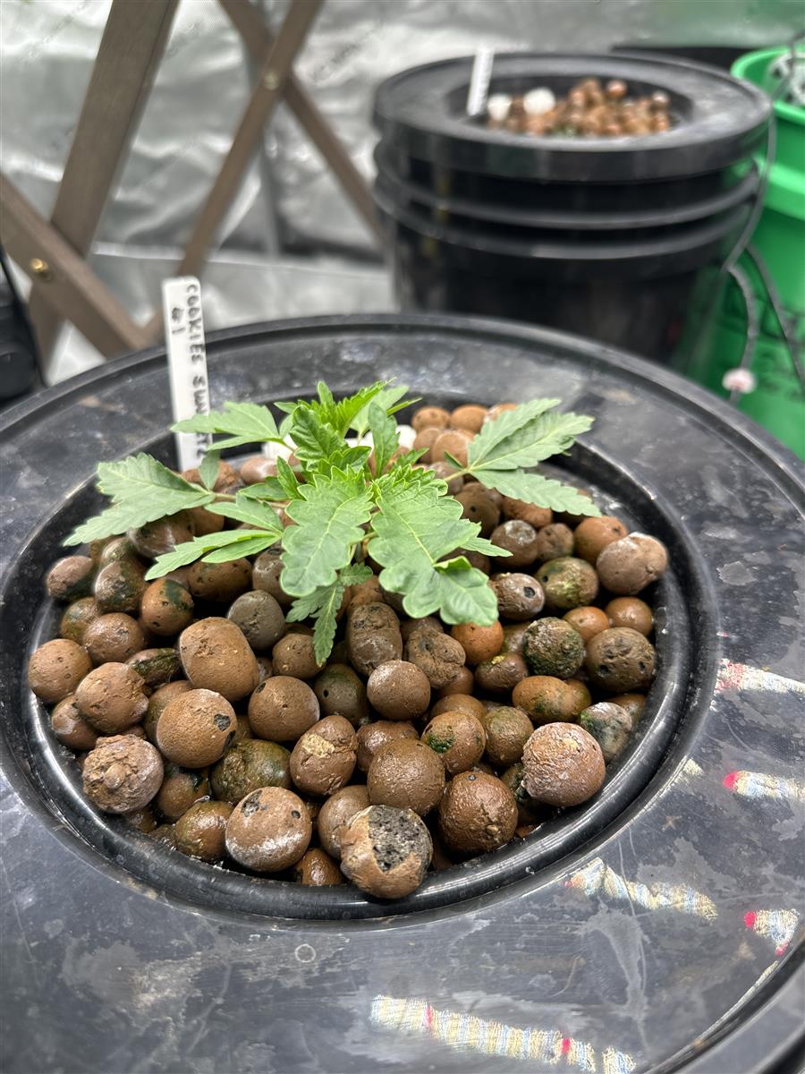 Featured Plant Image