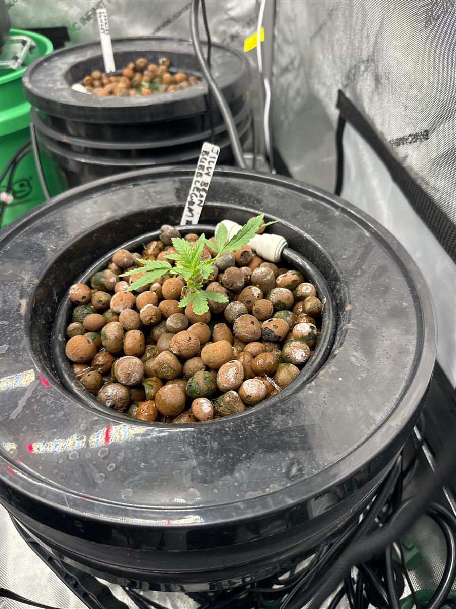 Featured Plant Image