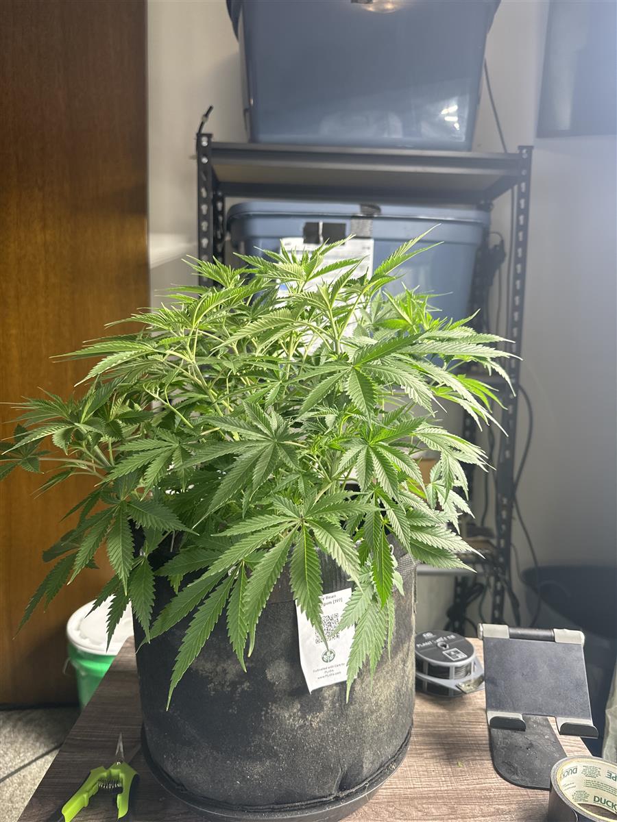 Featured Plant Image