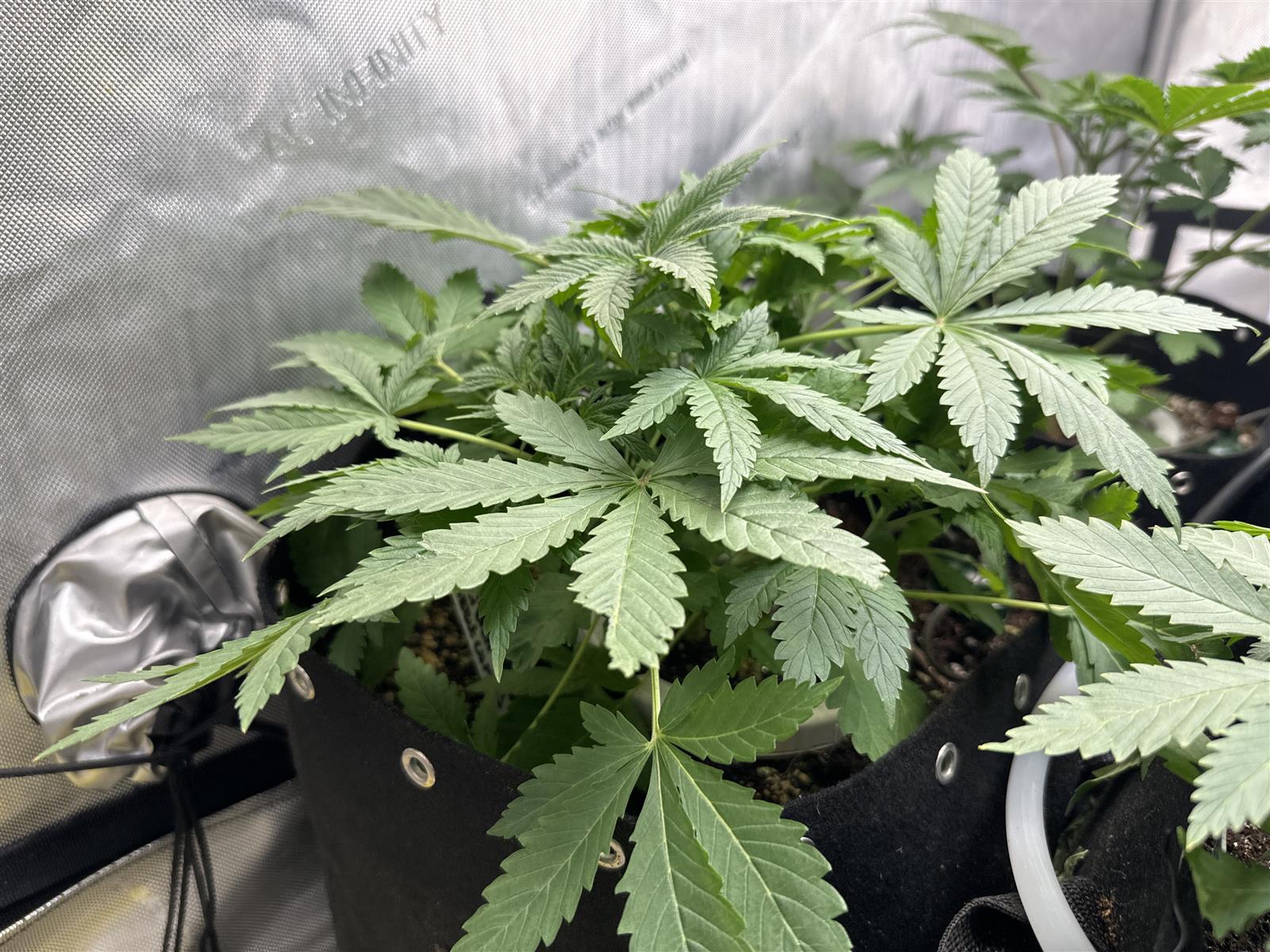 Featured Plant Image