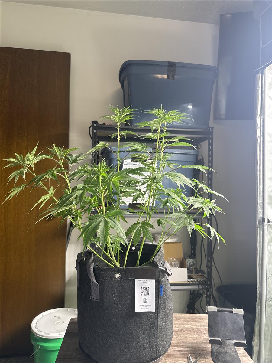 Featured Plant Image