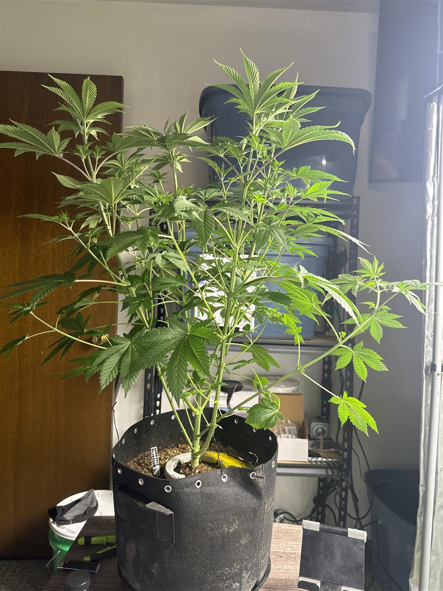 Featured Plant Image