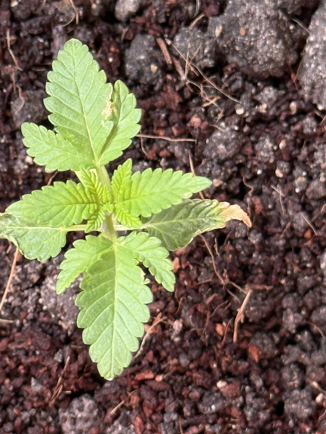 Featured Plant Image