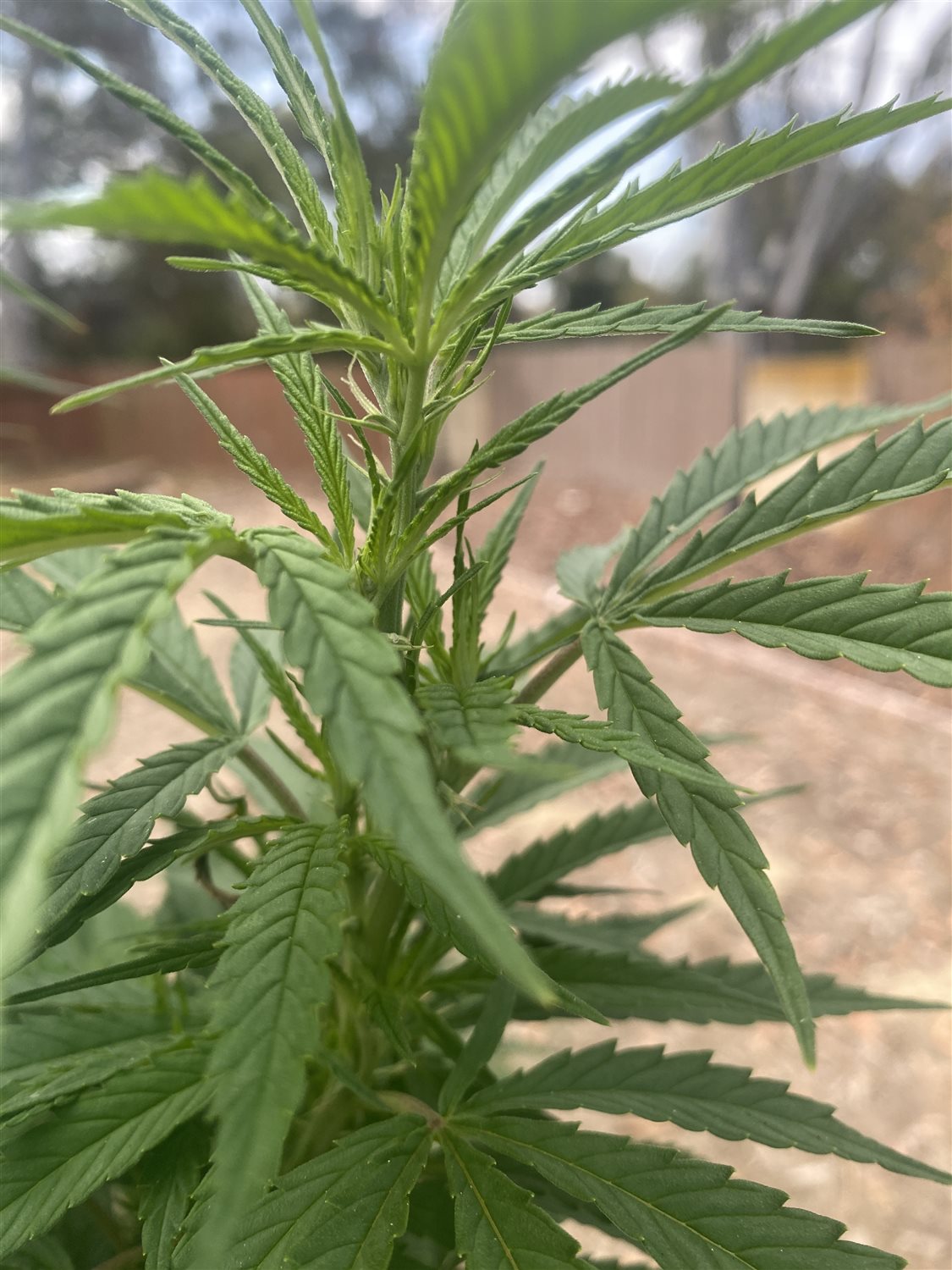 Featured Plant Image