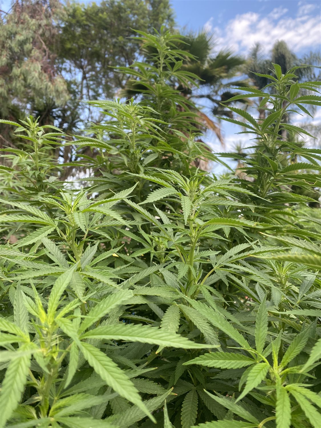 Featured Plant Image