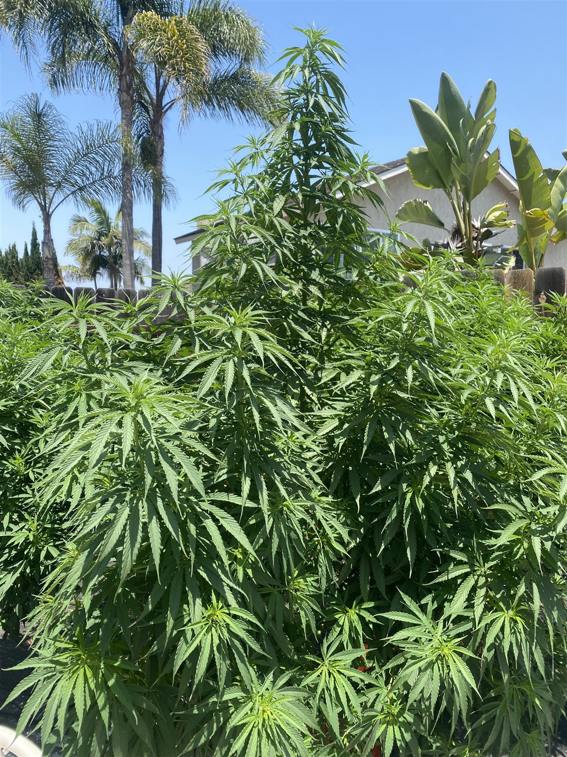 Featured Plant Image