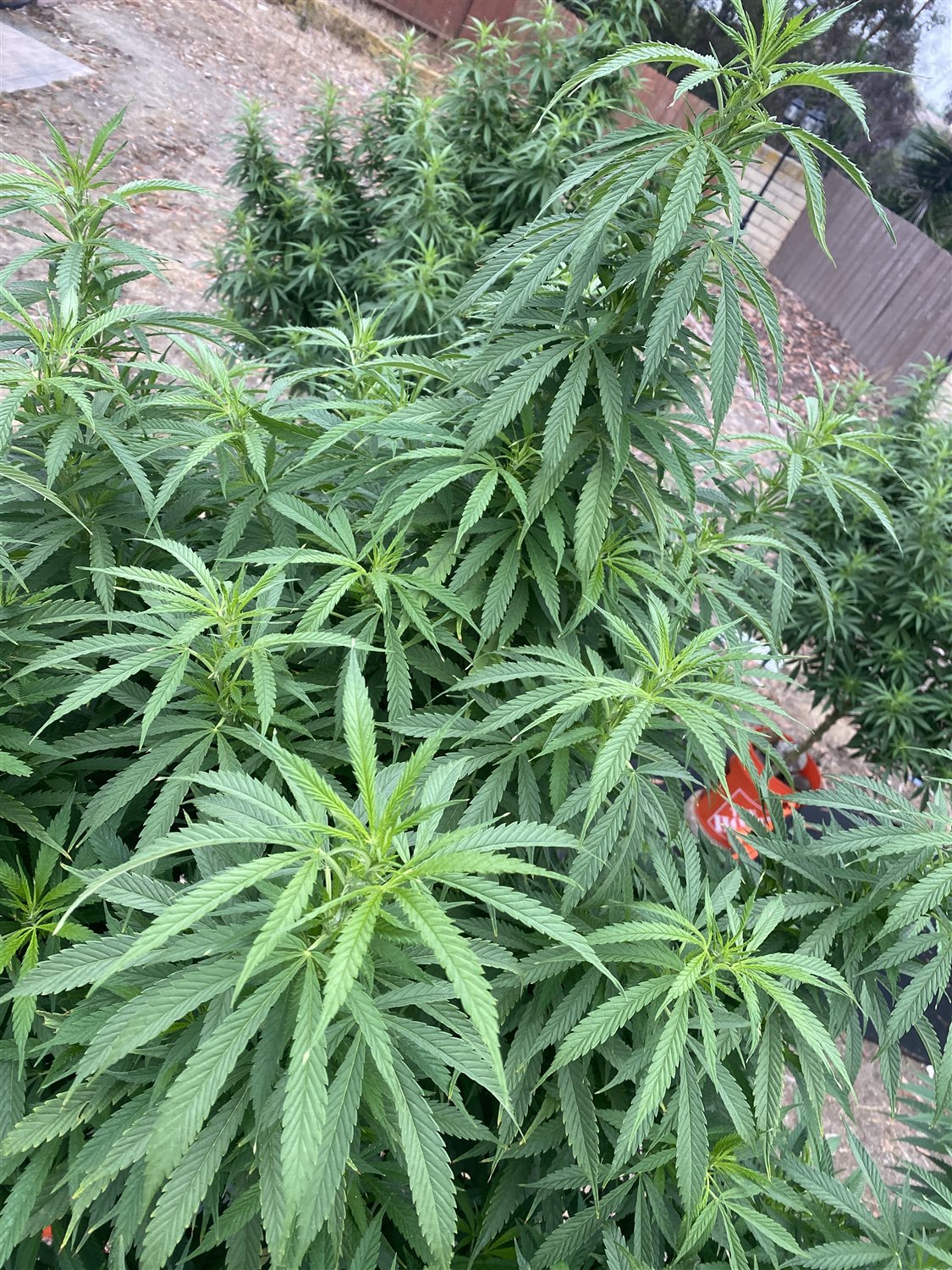 Featured Plant Image