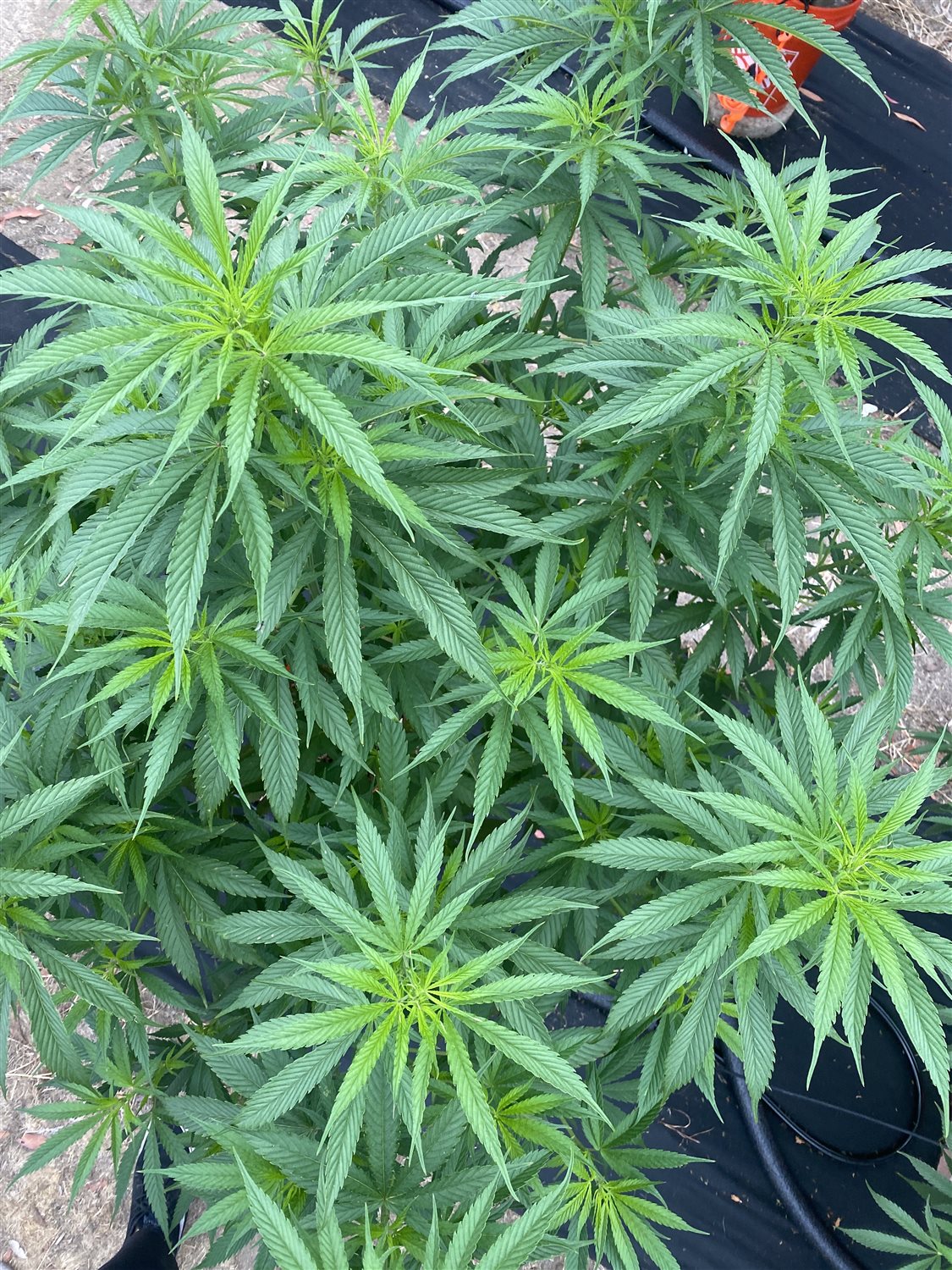 Featured Plant Image