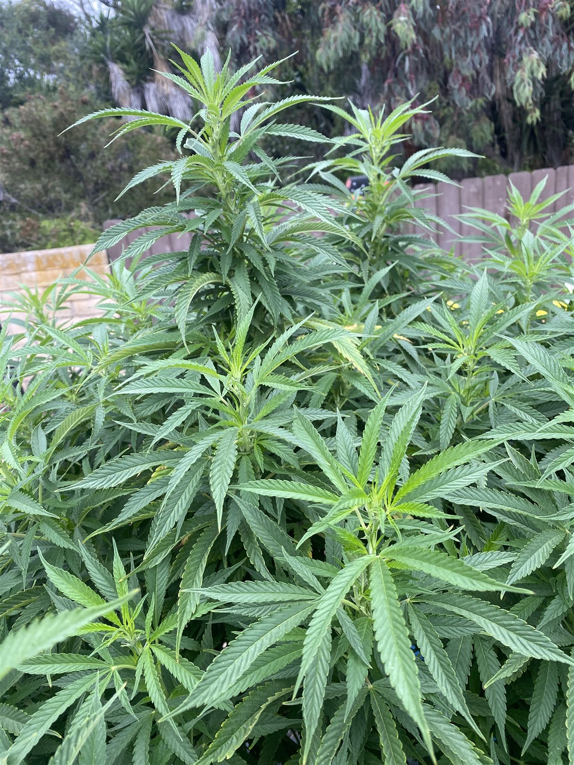 Featured Plant Image