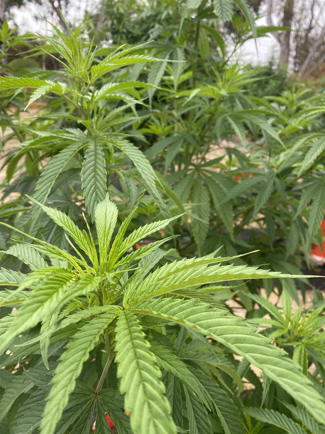 Featured Plant Image