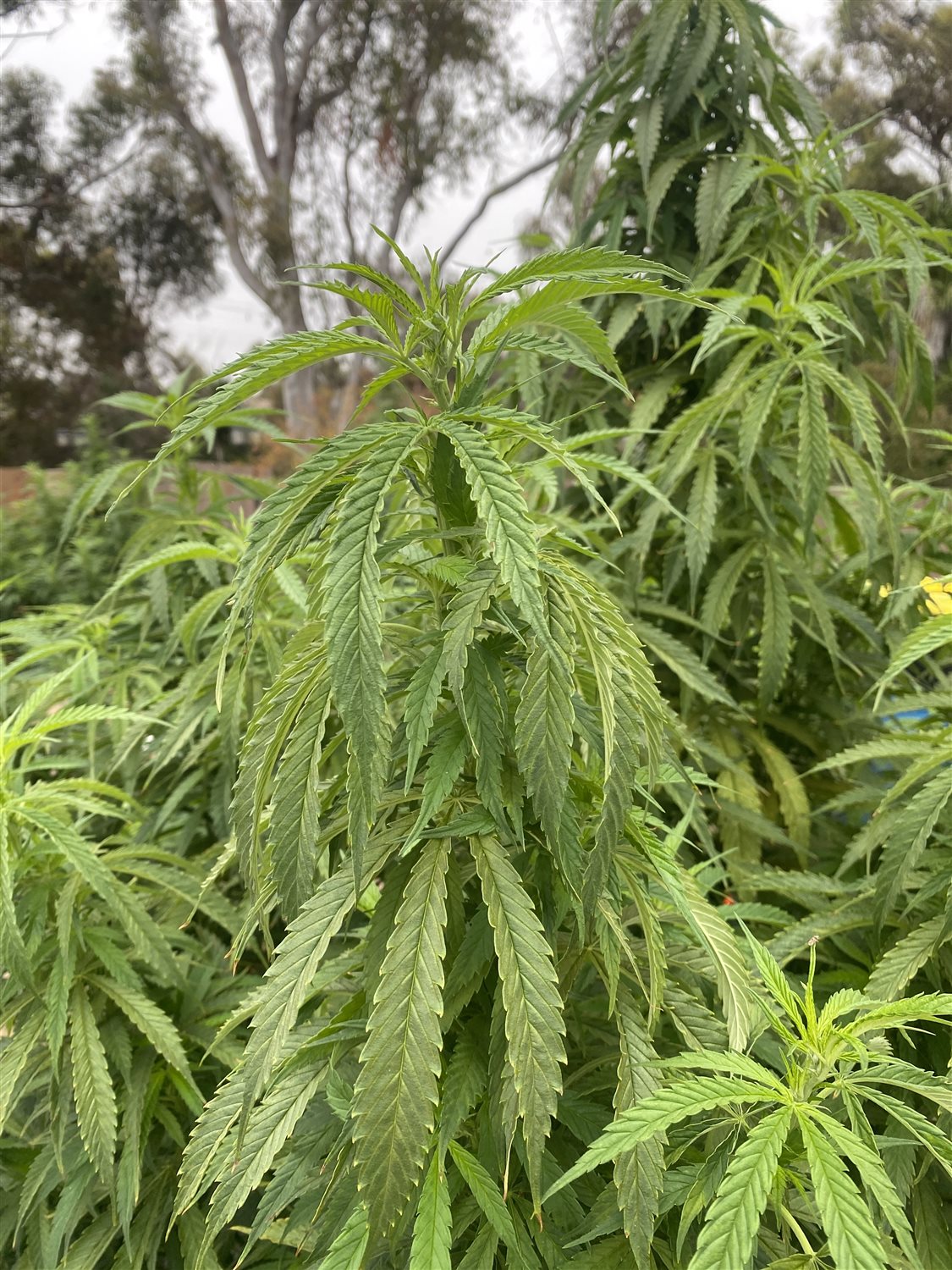 Featured Plant Image