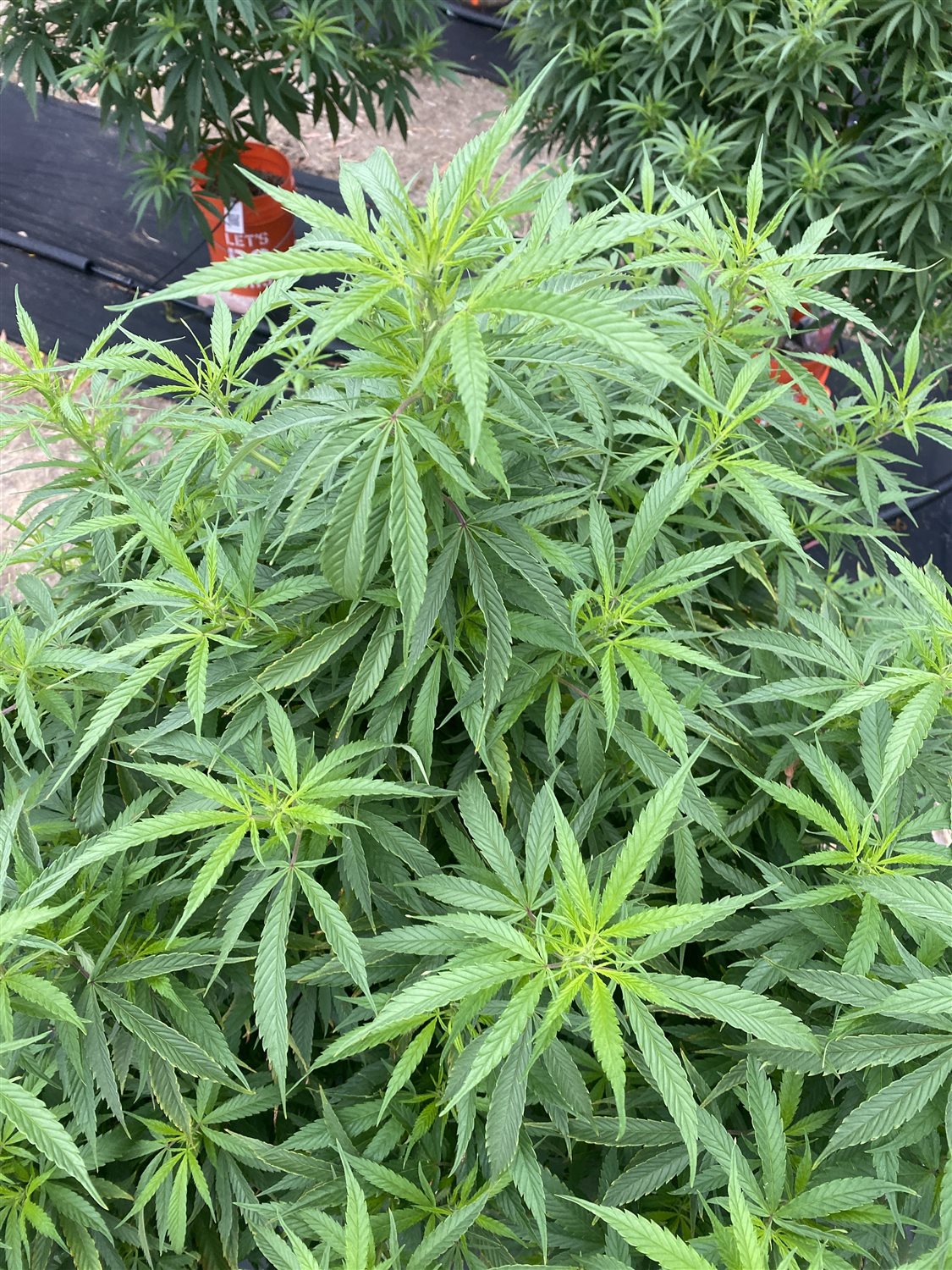 Featured Plant Image