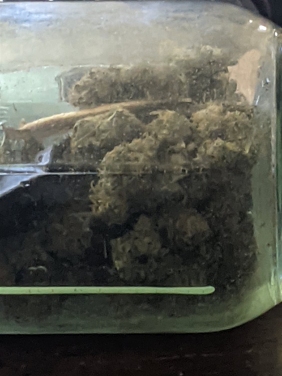 Testalicious plant photo