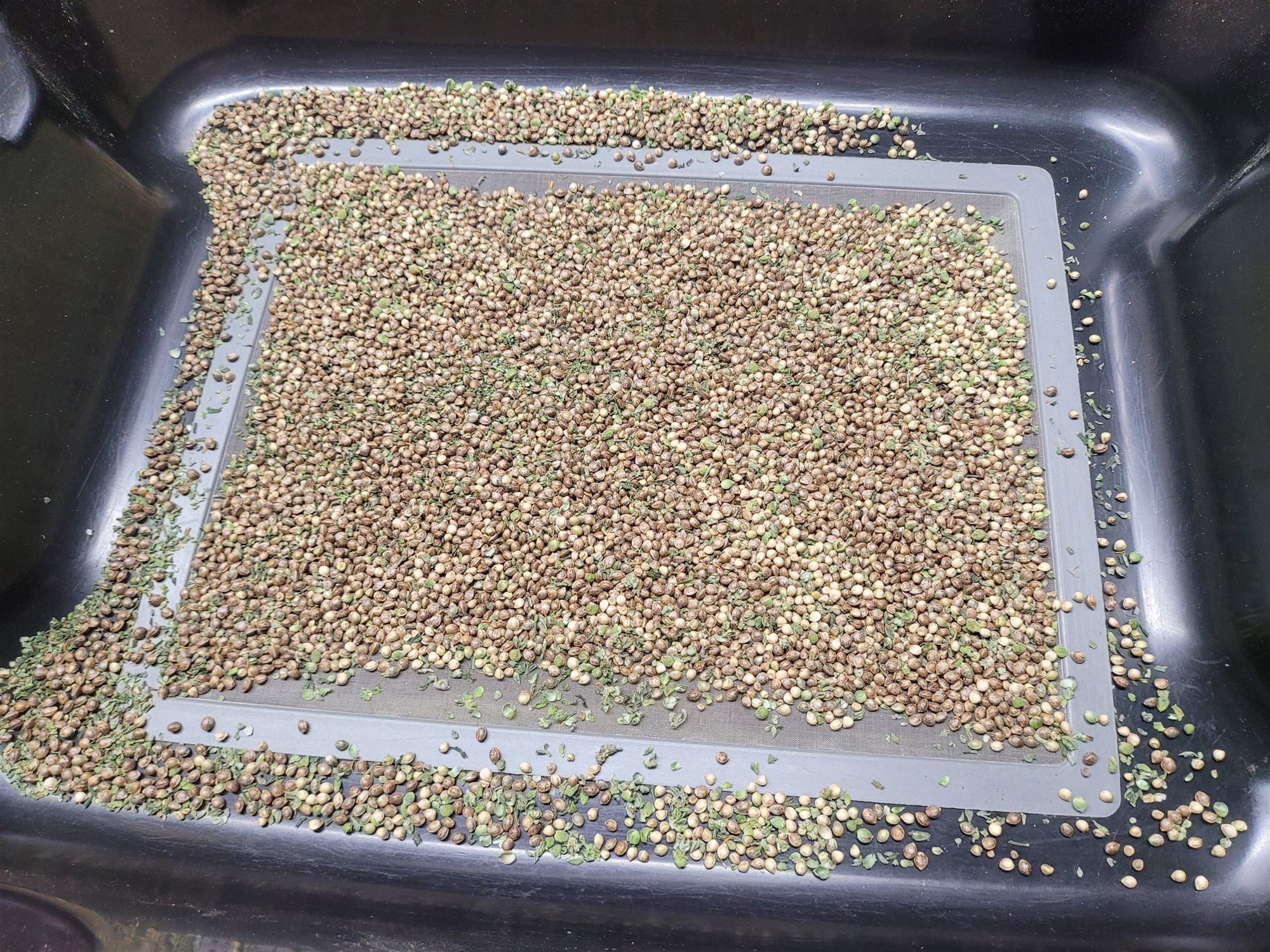 Featured Plant Image