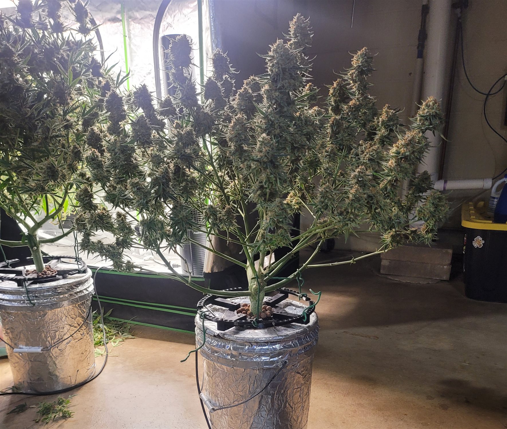 Featured Plant Image