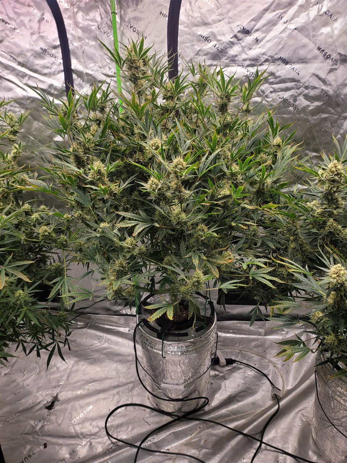 Featured Plant Image