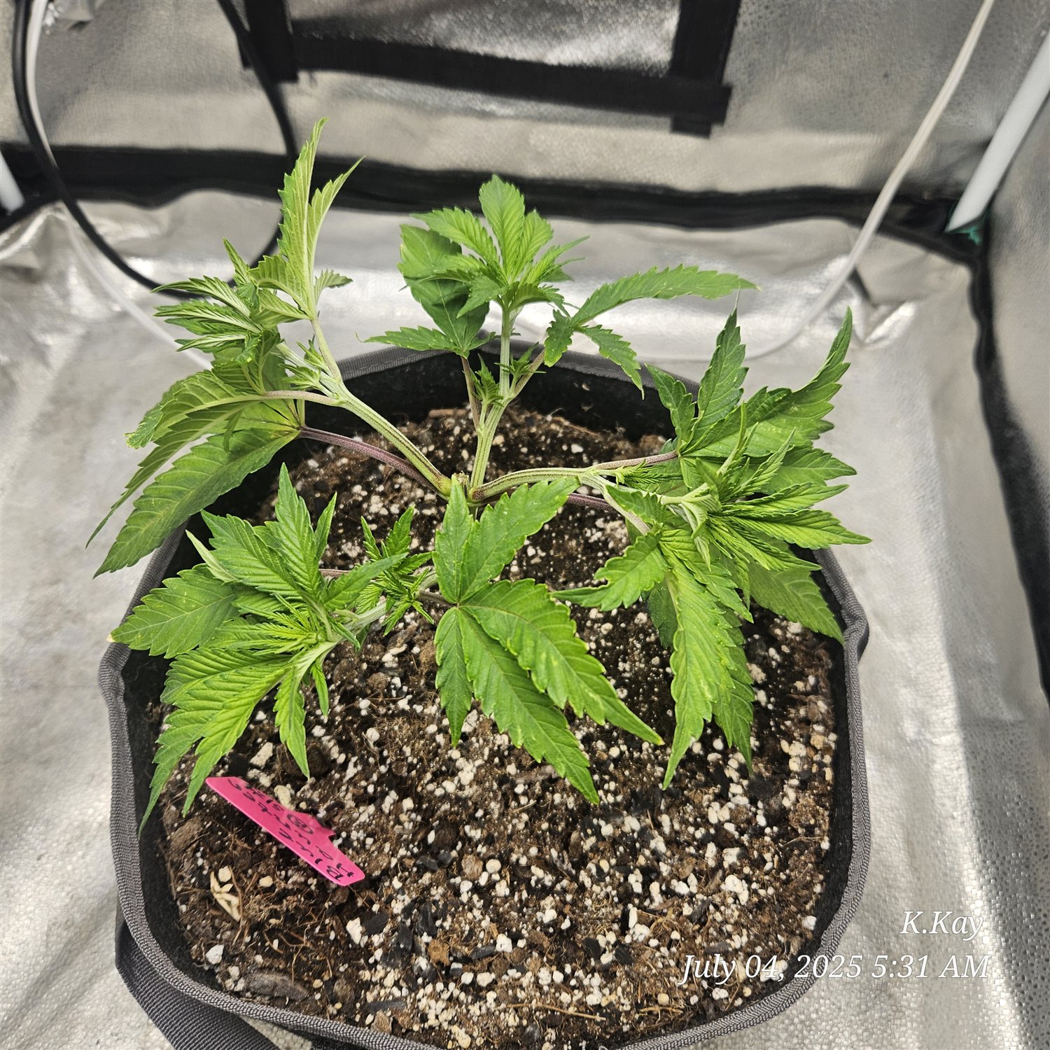 Featured Plant Image