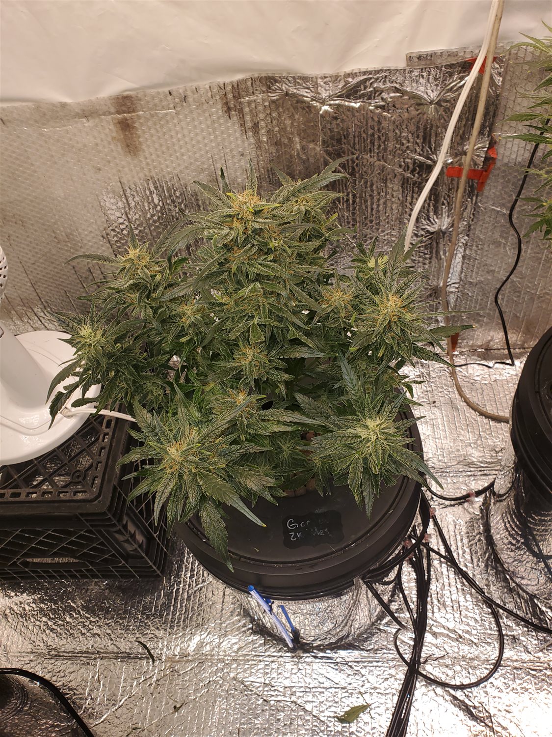 Featured Plant Image