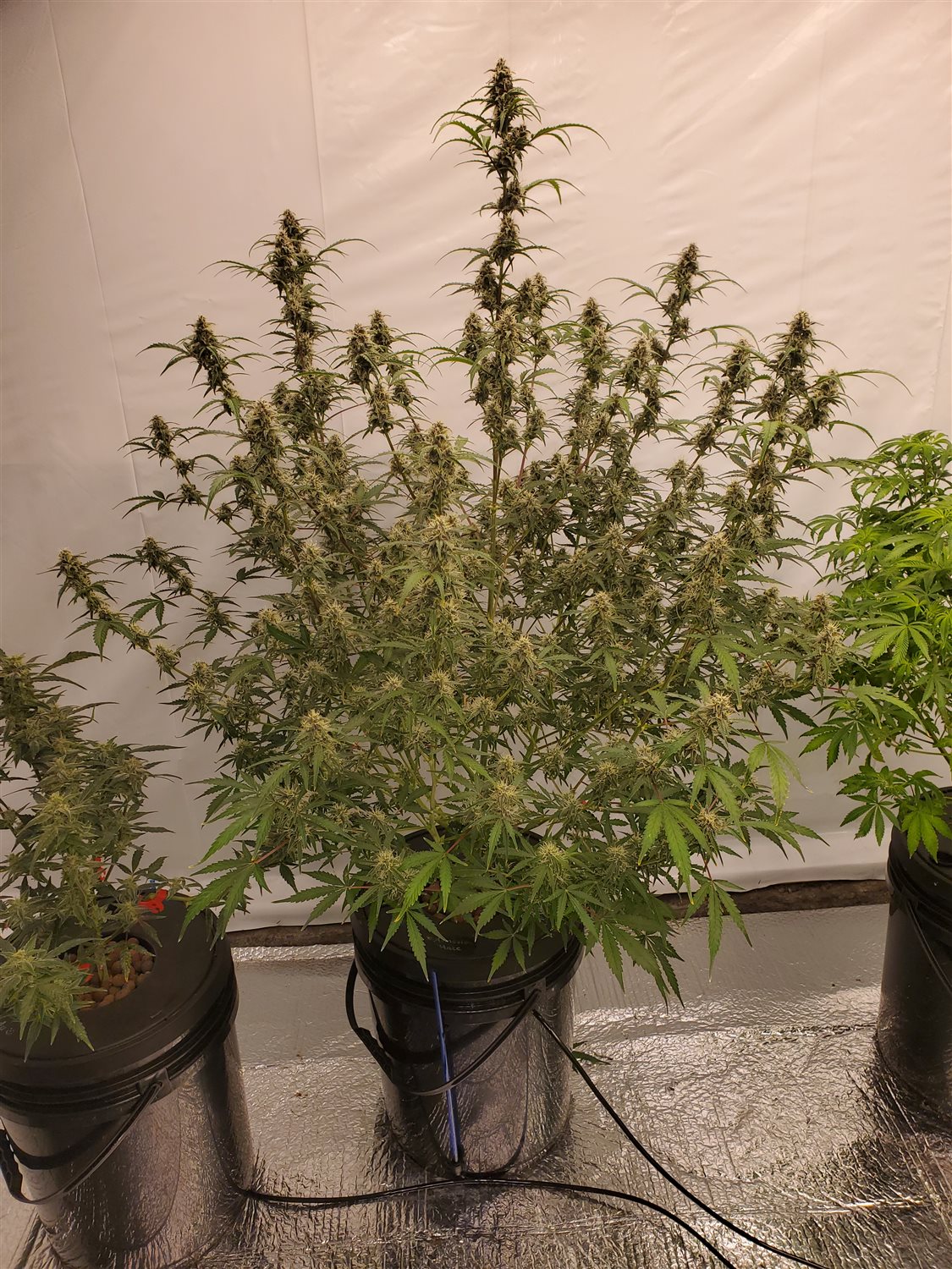 Featured Plant Image