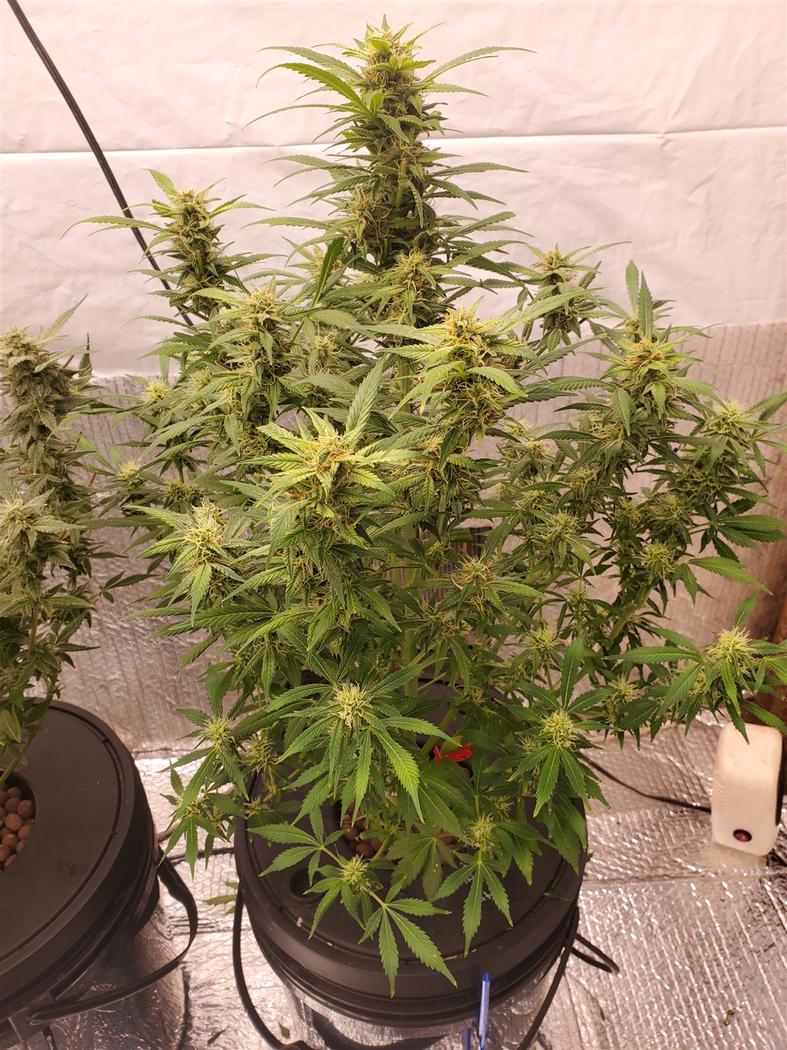 Featured Plant Image