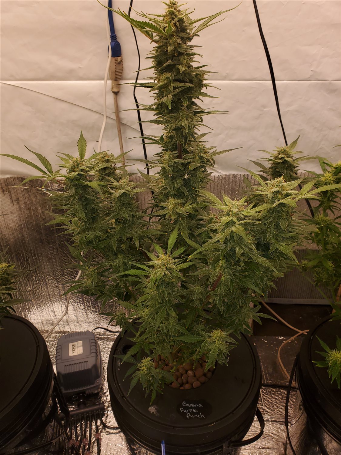 Featured Plant Image