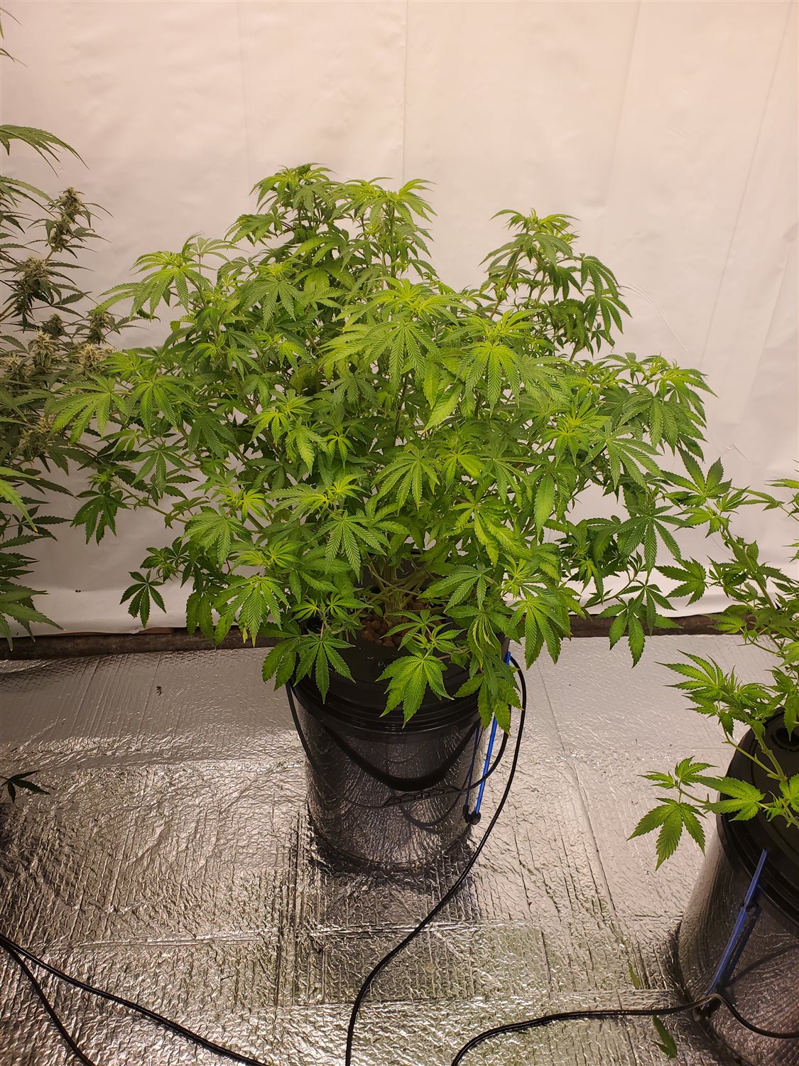 Featured Plant Image