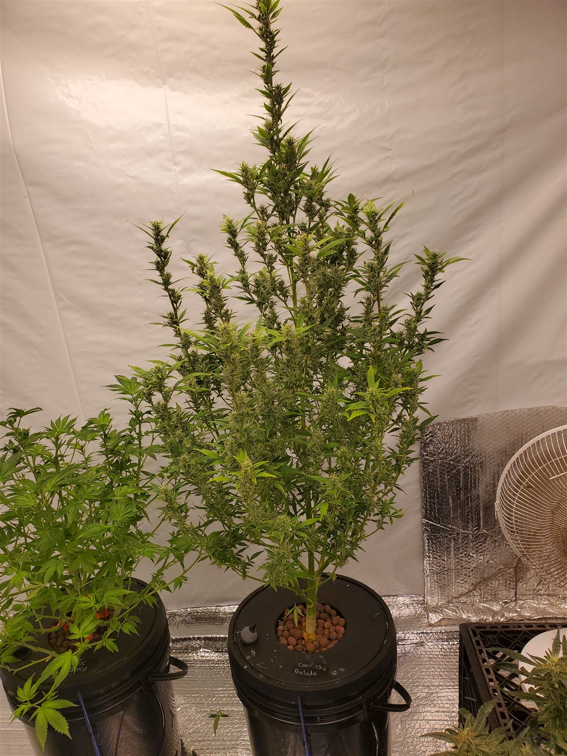 Featured Plant Image