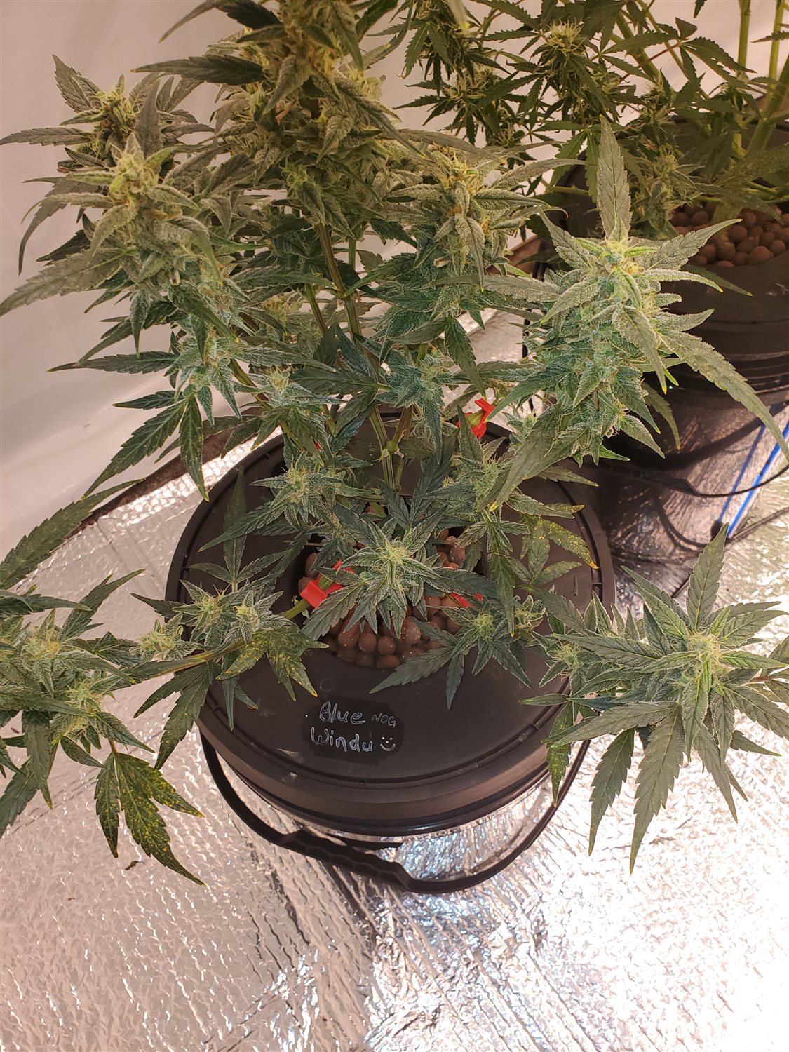 Featured Plant Image