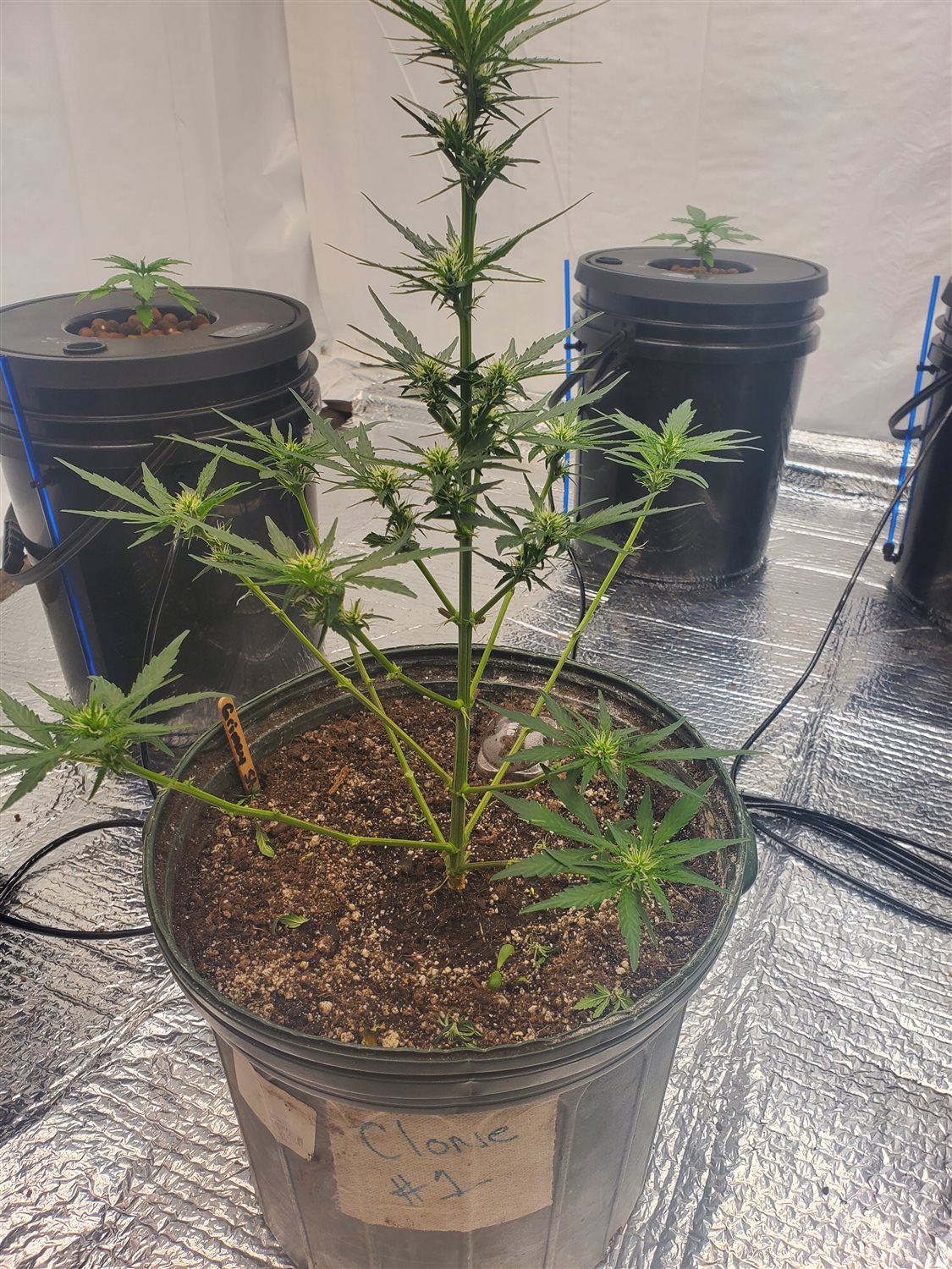 Featured Plant Image