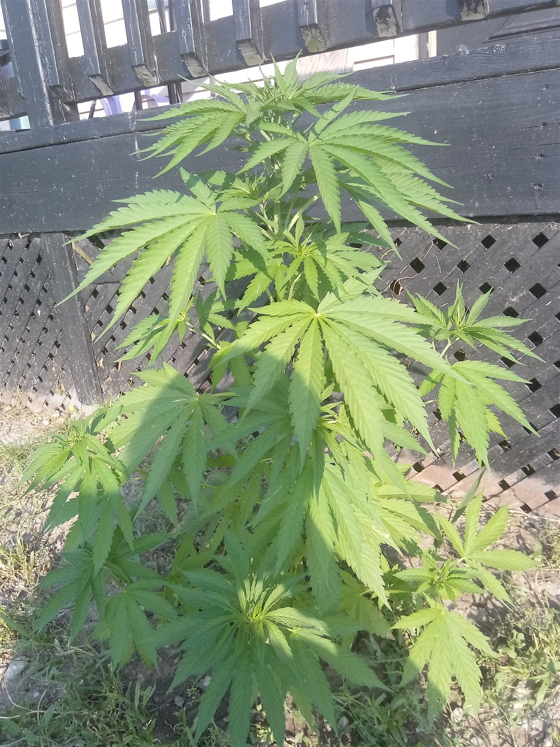 Featured Plant Image