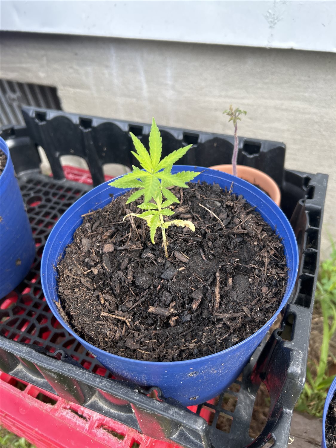 Featured Plant Image