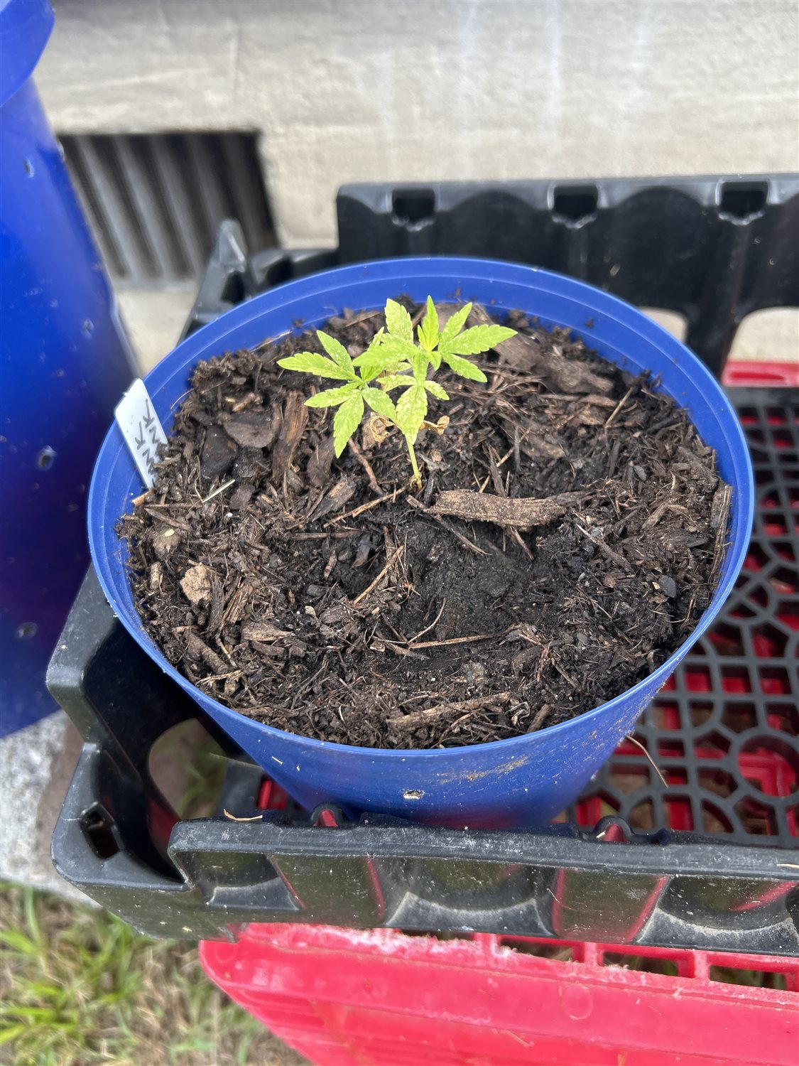 Featured Plant Image