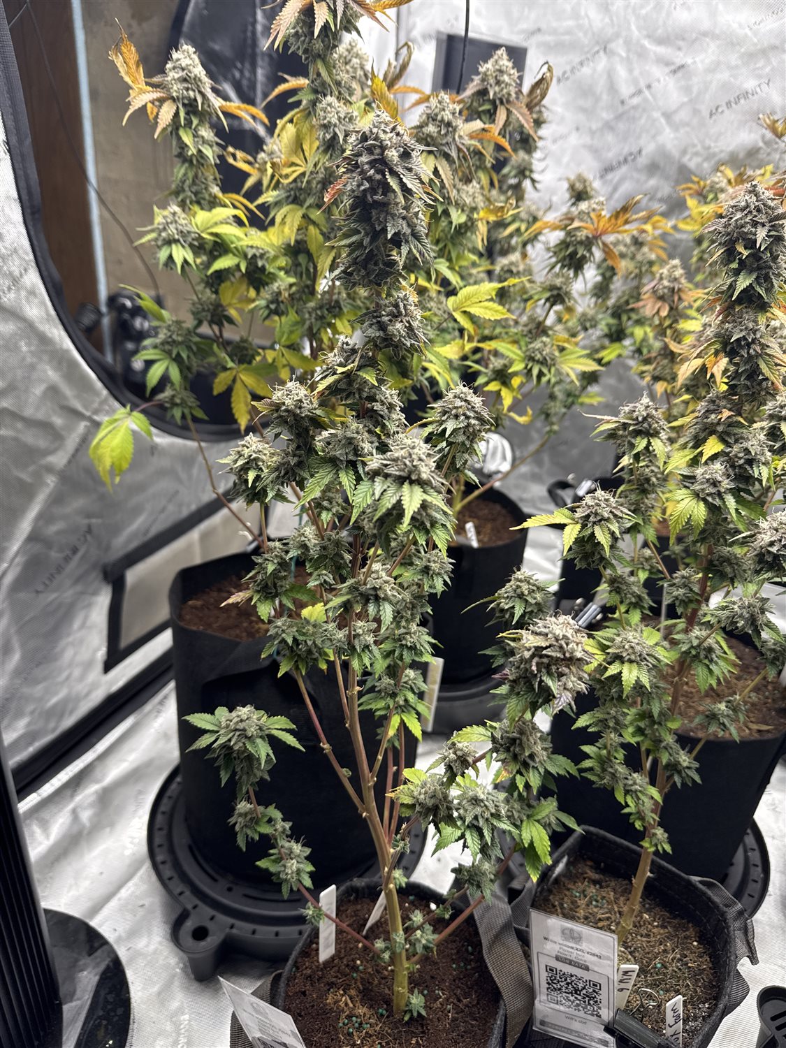 Featured Plant Image