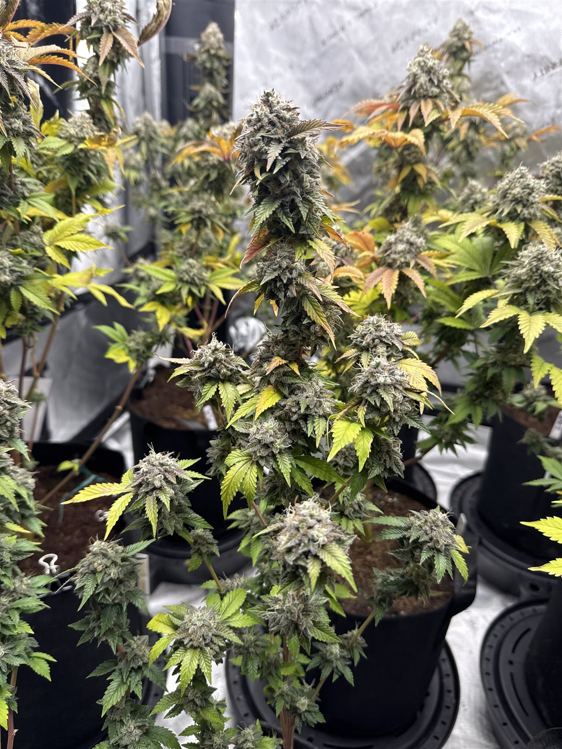 Featured Plant Image