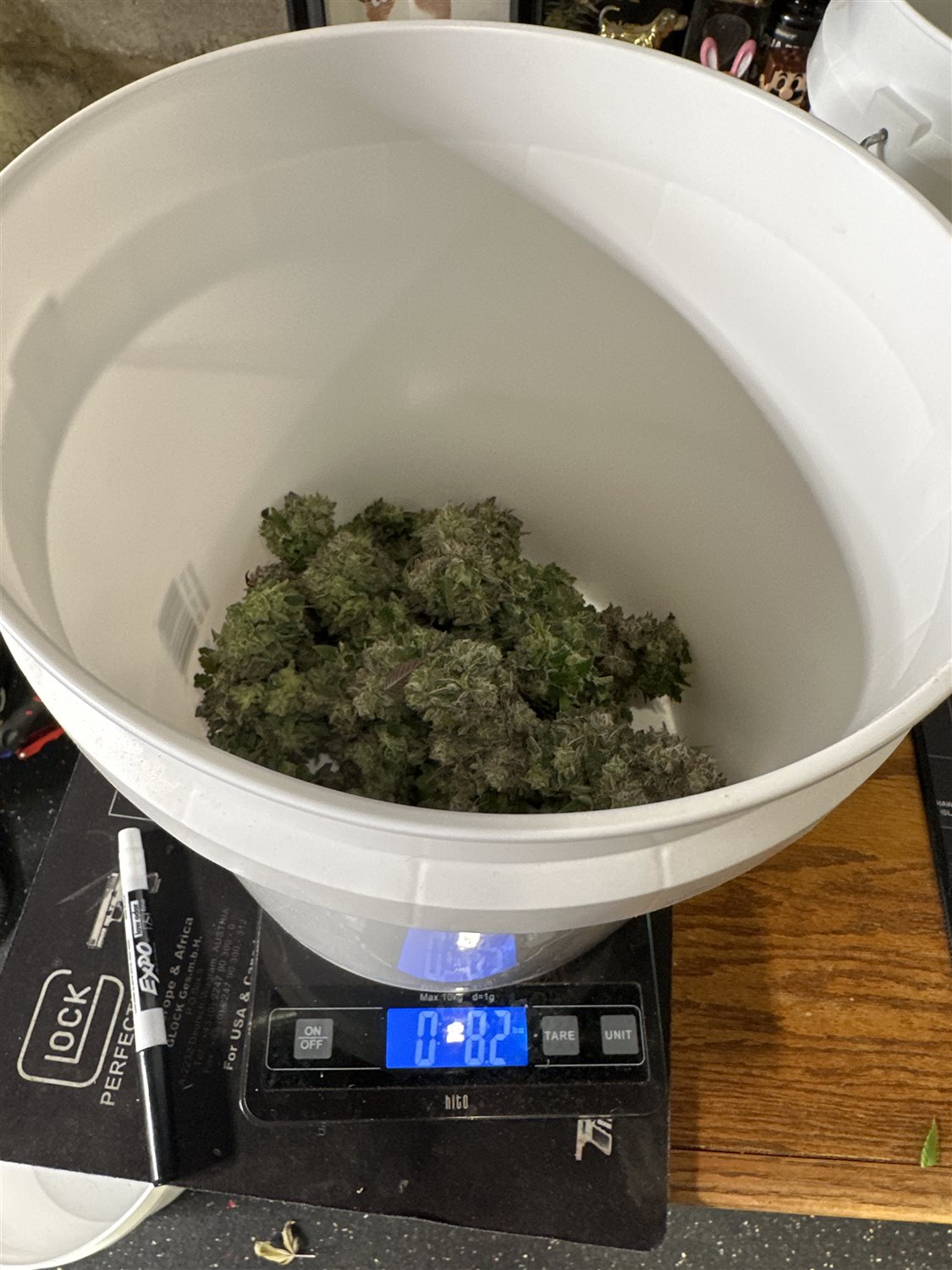 Featured Plant Image