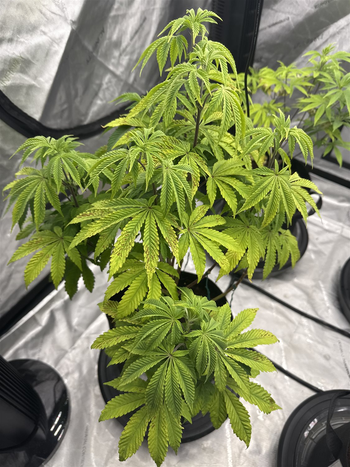 Featured Plant Image