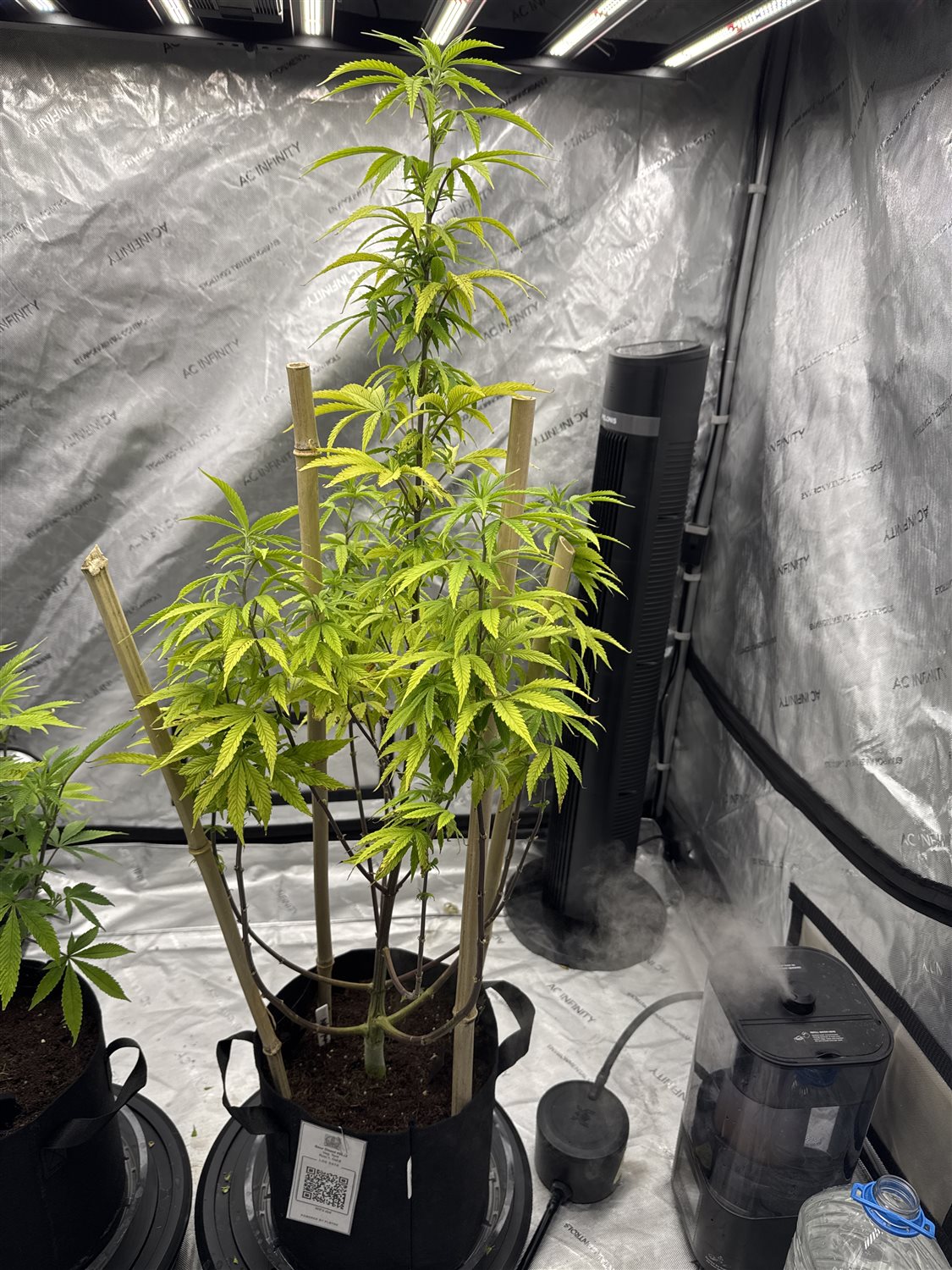 Featured Plant Image