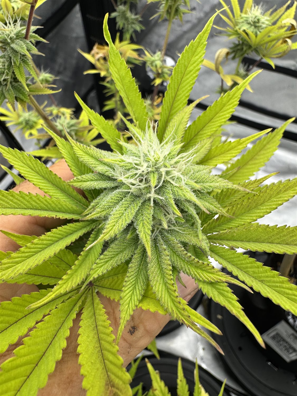 Featured Plant Image