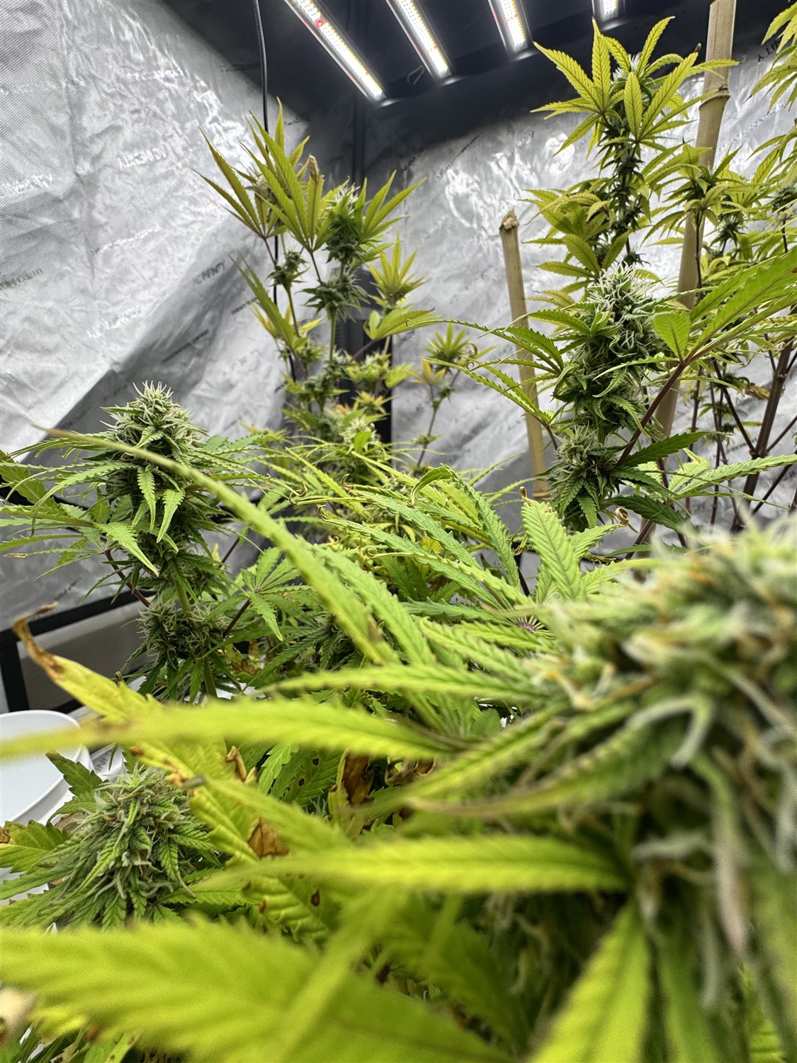 Featured Plant Image