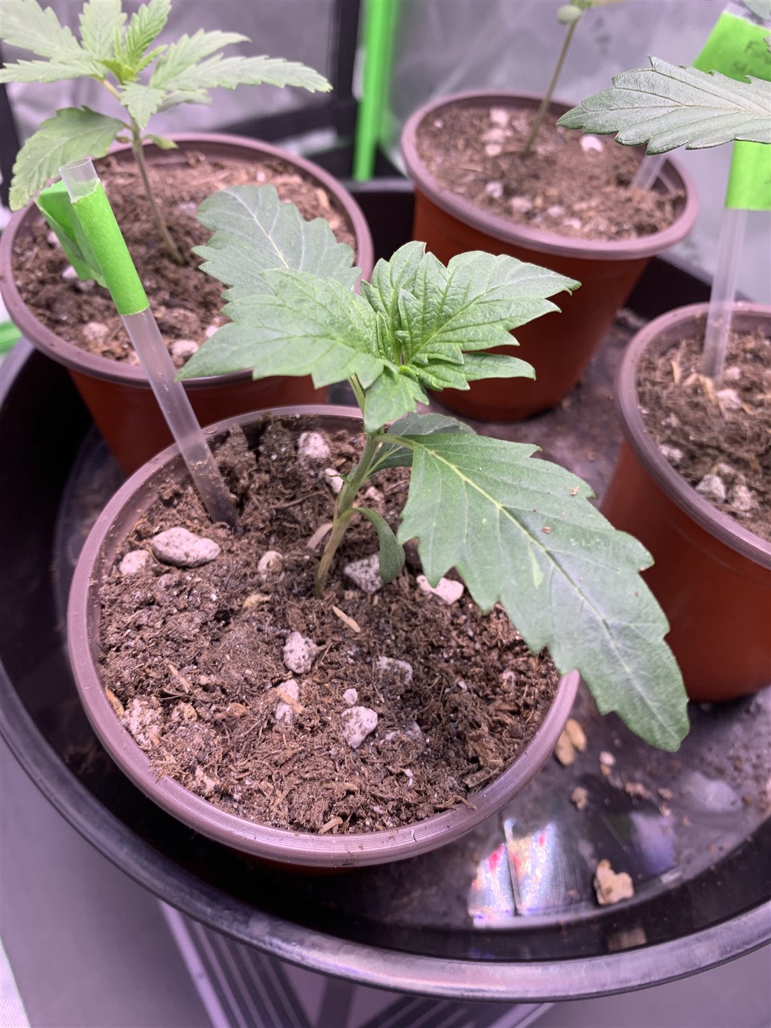 Featured Plant Image