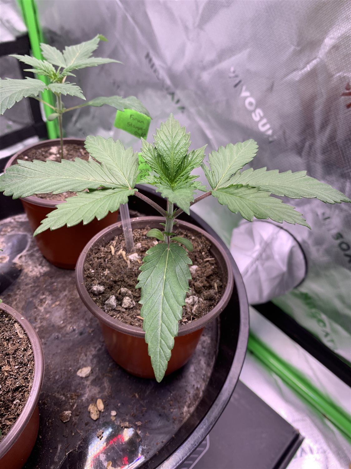 Featured Plant Image