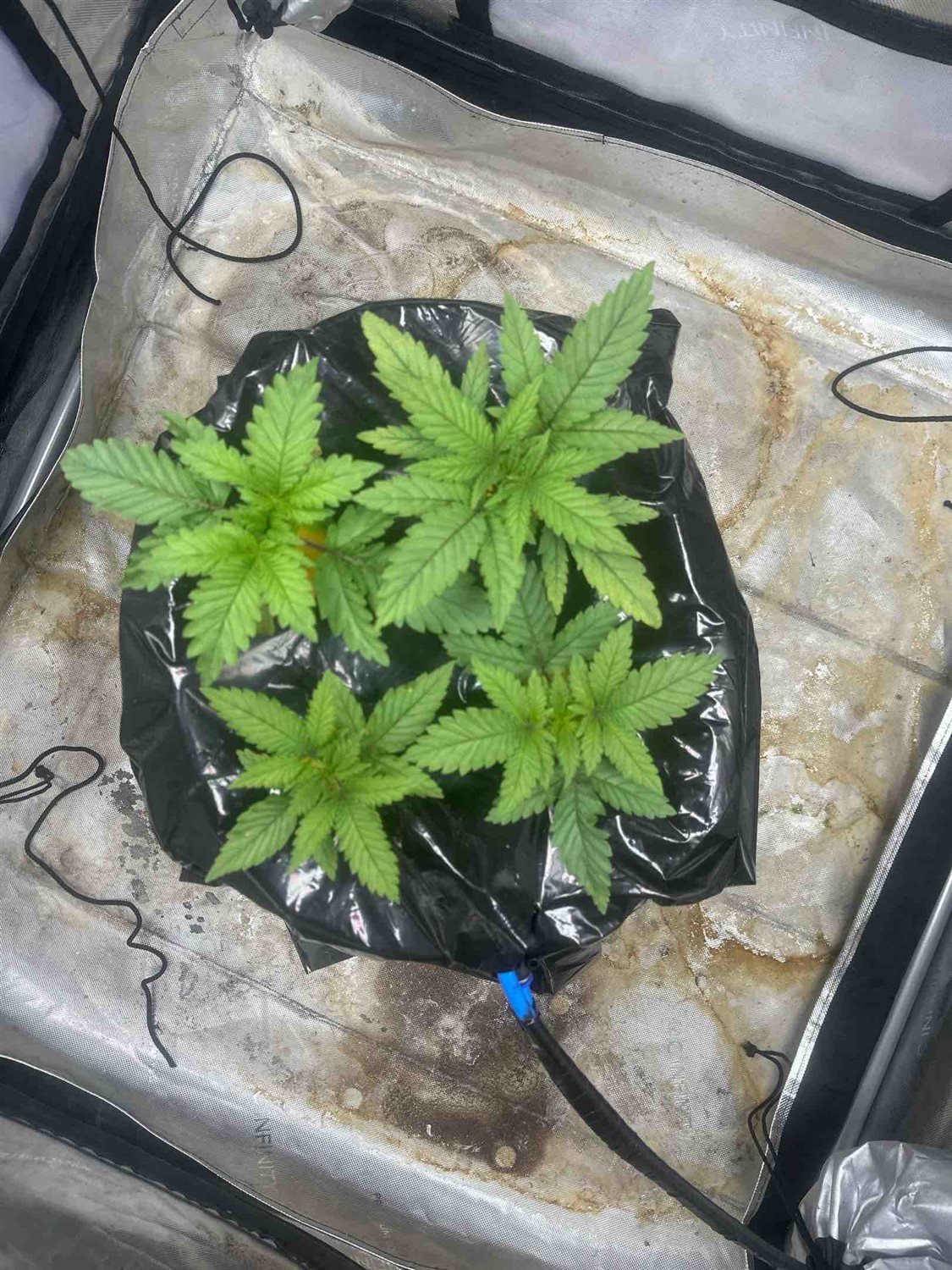 Featured Plant Image