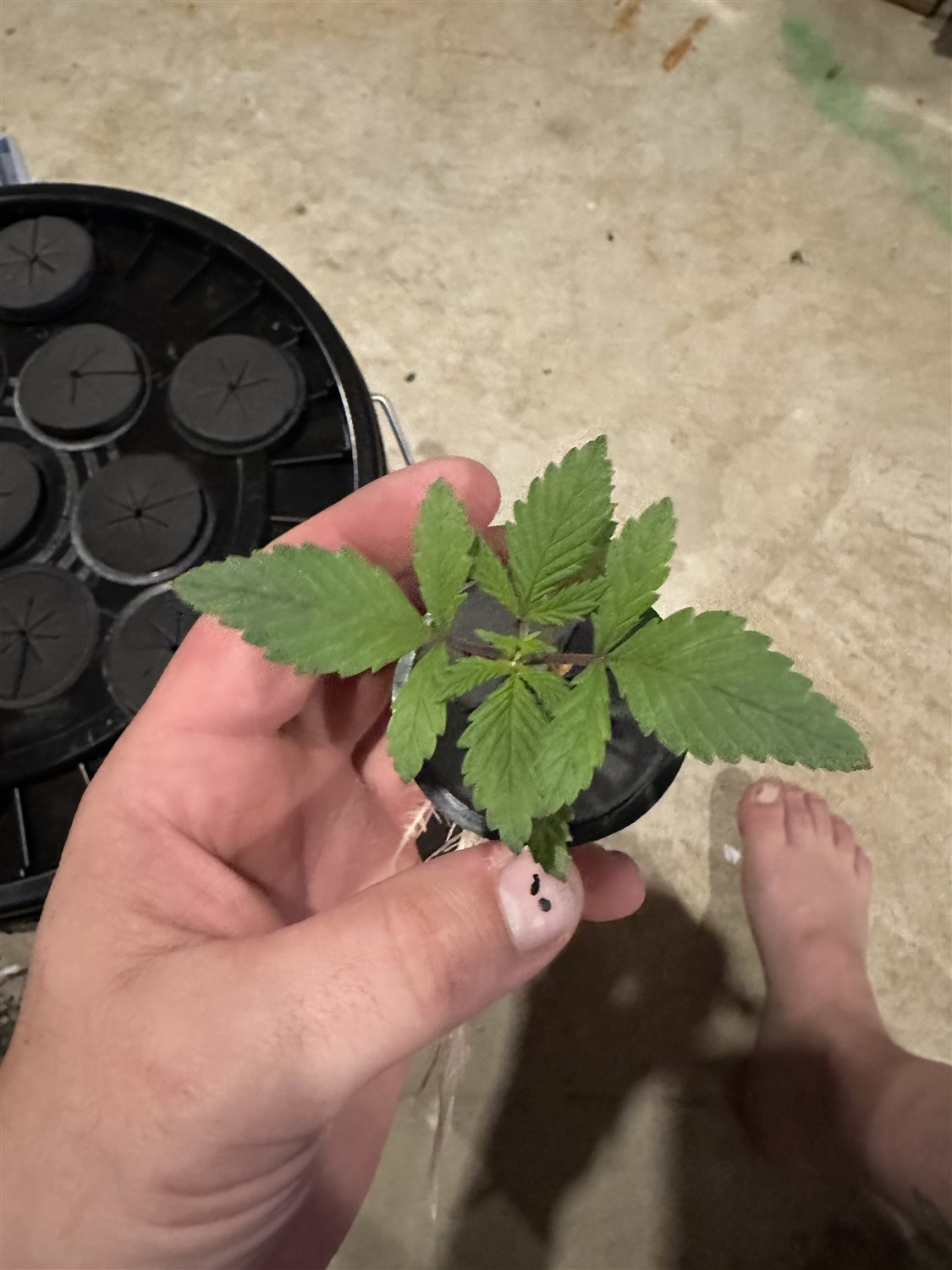 Featured Plant Image