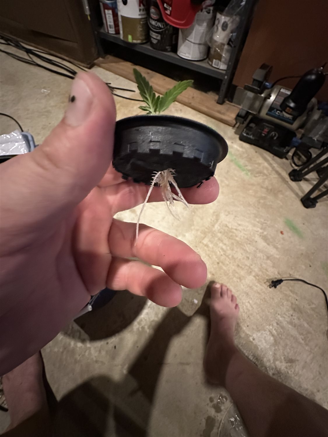 Featured Plant Image