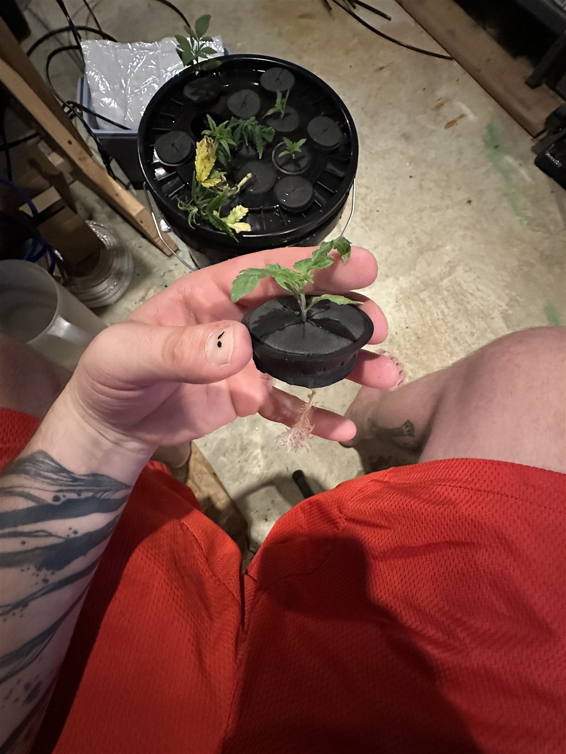 Featured Plant Image